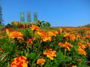 北京国际花港举办的2021北京菊花文化节进入观花花期